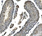 LSM8 Antibody in Immunohistochemistry (Paraffin) (IHC (P))