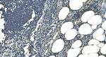 LSM8 Antibody in Immunohistochemistry (Paraffin) (IHC (P))