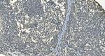 LSM8 Antibody in Immunohistochemistry (Paraffin) (IHC (P))