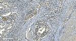 LSM8 Antibody in Immunohistochemistry (Paraffin) (IHC (P))