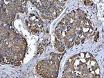 TMPRSS13 Antibody in Immunohistochemistry (Paraffin) (IHC (P))