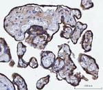 TMPRSS13 Antibody in Immunohistochemistry (Paraffin) (IHC (P))