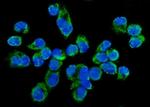 TARS2 Antibody in Immunocytochemistry (ICC/IF)