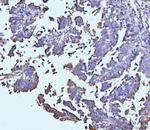 TARS2 Antibody in Immunohistochemistry (Paraffin) (IHC (P))