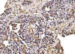 PSMD8 Antibody in Immunohistochemistry (Paraffin) (IHC (P))