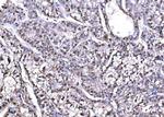 PSMD8 Antibody in Immunohistochemistry (Paraffin) (IHC (P))