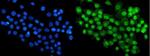 RBM47 Antibody in Immunocytochemistry (ICC/IF)