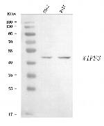 CR16 Antibody in Western Blot (WB)