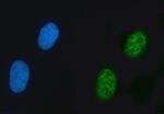 ZNF609 Antibody in Immunocytochemistry (ICC/IF)