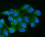 TCEB2 Antibody in Immunocytochemistry (ICC/IF)