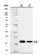 TCEB2 Antibody in Western Blot (WB)