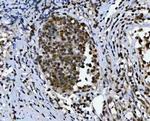 C19orf43 Antibody in Immunohistochemistry (Paraffin) (IHC (P))