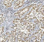 C19orf43 Antibody in Immunohistochemistry (Paraffin) (IHC (P))