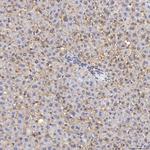 TIMD2 Antibody in Immunohistochemistry (Paraffin) (IHC (P))