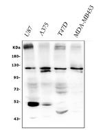 PXDN Antibody in Western Blot (WB)