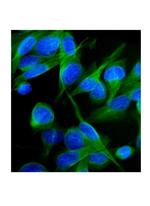 KV1.2 (KCNA2) Antibody in Immunocytochemistry (ICC/IF)