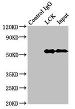 LCK Antibody in Immunoprecipitation (IP)