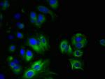 MYADM Antibody in Immunocytochemistry (ICC/IF)