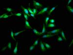 c-Raf Antibody in Immunocytochemistry (ICC/IF)