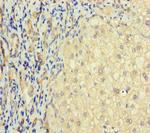 TAS2R41 Antibody in Immunohistochemistry (Paraffin) (IHC (P))