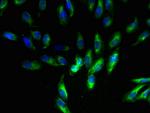 Complex III Antibody in Immunocytochemistry (ICC/IF)