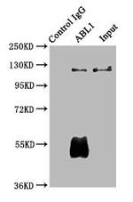 c-Abl Antibody in Immunoprecipitation (IP)