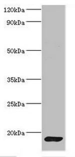 Calmodulin Antibody in Western Blot (WB)