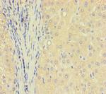 TXNDC8 Antibody in Immunohistochemistry (Paraffin) (IHC (P))