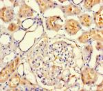 VMO1 Antibody in Immunohistochemistry (Paraffin) (IHC (P))