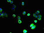 SLC22A9 Antibody in Immunocytochemistry (ICC/IF)