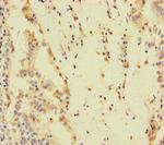 SPEM1 Antibody in Immunohistochemistry (Paraffin) (IHC (P))