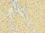 C10orf111 Antibody in Immunohistochemistry (Paraffin) (IHC (P))