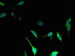 TSPAN14 Antibody in Immunocytochemistry (ICC/IF)