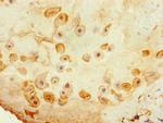 TSPAN14 Antibody in Immunohistochemistry (Paraffin) (IHC (P))