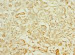 TTLL2 Antibody in Immunohistochemistry (Paraffin) (IHC (P))