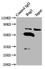 BAG3 Antibody in Immunoprecipitation (IP)