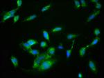 NRBP2 Antibody in Immunocytochemistry (ICC/IF)