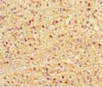 NRBP2 Antibody in Immunohistochemistry (Paraffin) (IHC (P))