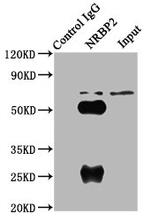 NRBP2 Antibody in Immunoprecipitation (IP)