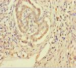 SMPD3 Antibody in Immunohistochemistry (Paraffin) (IHC (P))