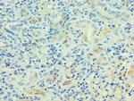 PSG1 Antibody in Immunohistochemistry (Paraffin) (IHC (P))