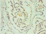 SULT2B1 Antibody in Immunohistochemistry (Paraffin) (IHC (P))