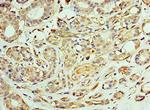 TCP-1 zeta Antibody in Immunohistochemistry (Paraffin) (IHC (P))