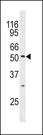 JNK3 Antibody in Western Blot (WB)