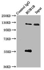 BUBR1 Antibody in Immunoprecipitation (IP)