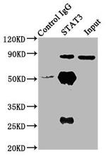 STAT3 Antibody in Immunoprecipitation (IP)