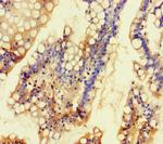 TALK-1 Antibody in Immunohistochemistry (Paraffin) (IHC (P))