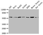 ATP5A1 Antibody in Western Blot (WB)