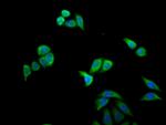 MX1 Antibody in Immunocytochemistry (ICC/IF)