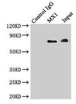 MX1 Antibody in Immunoprecipitation (IP)